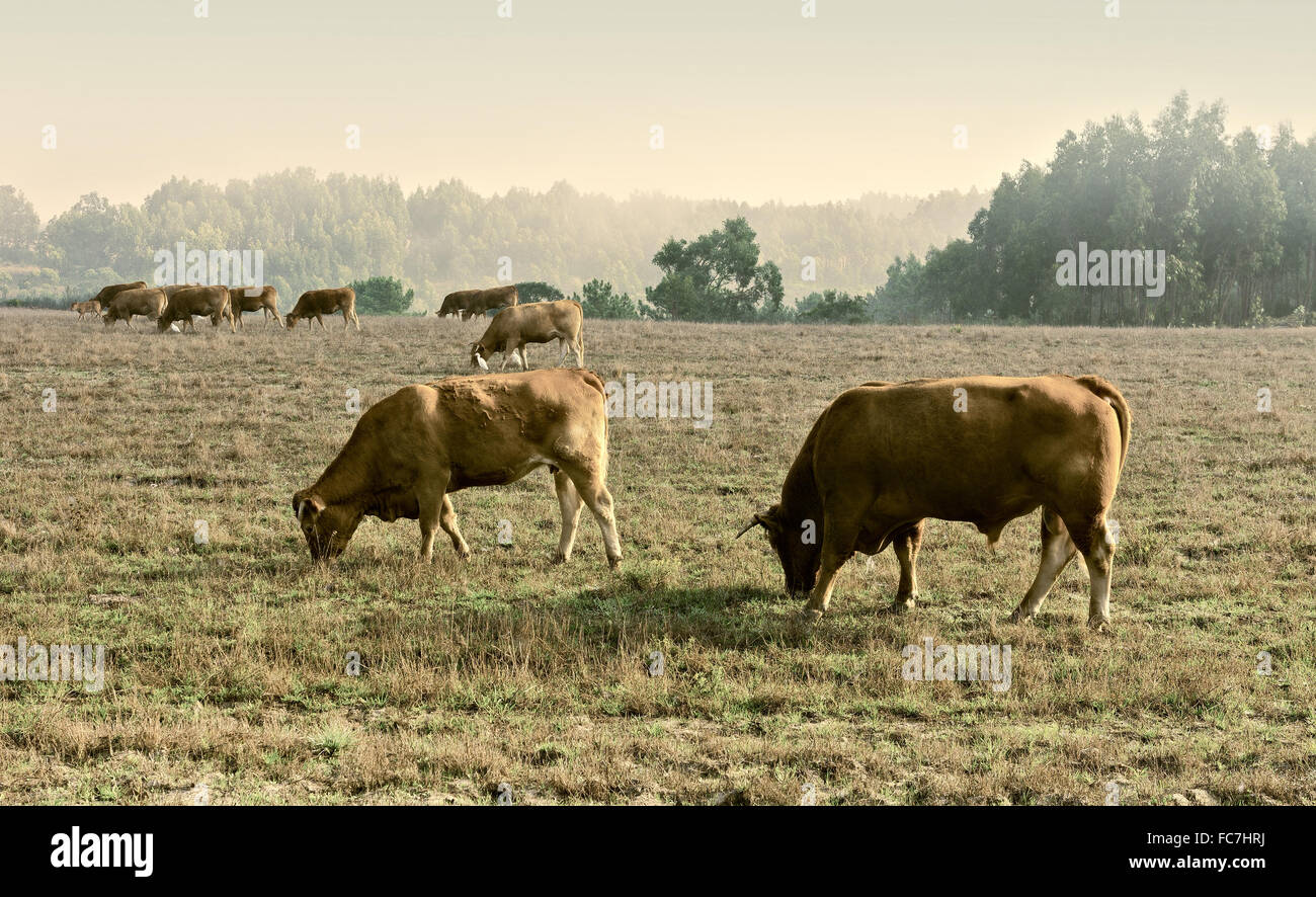 Cows and Bulls Stock Photo Alamy