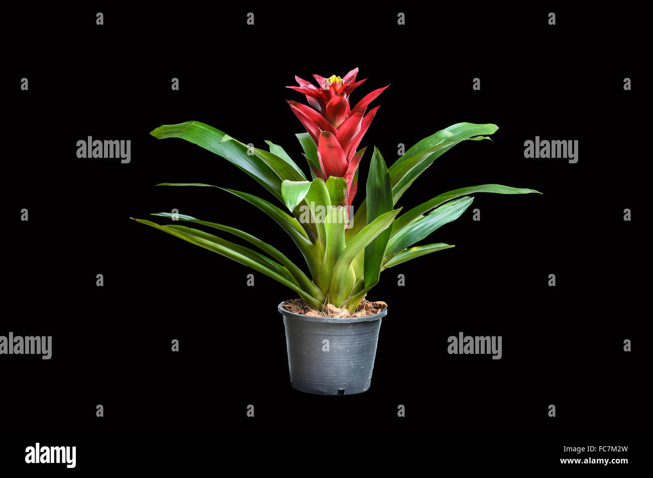 Blossoming plant of guzmania in plastic flowerpot on black background Stock Photo