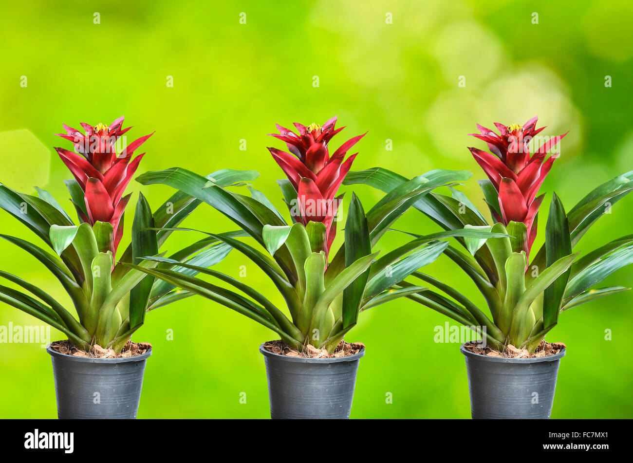Blossoming plant of guzmania in plastic flowerpot on nature background Stock Photo