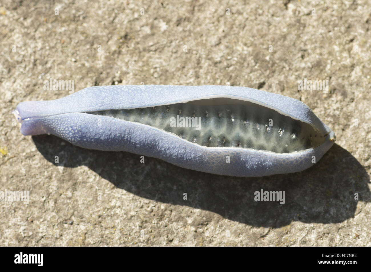 Dead mans fingers Stock Photo