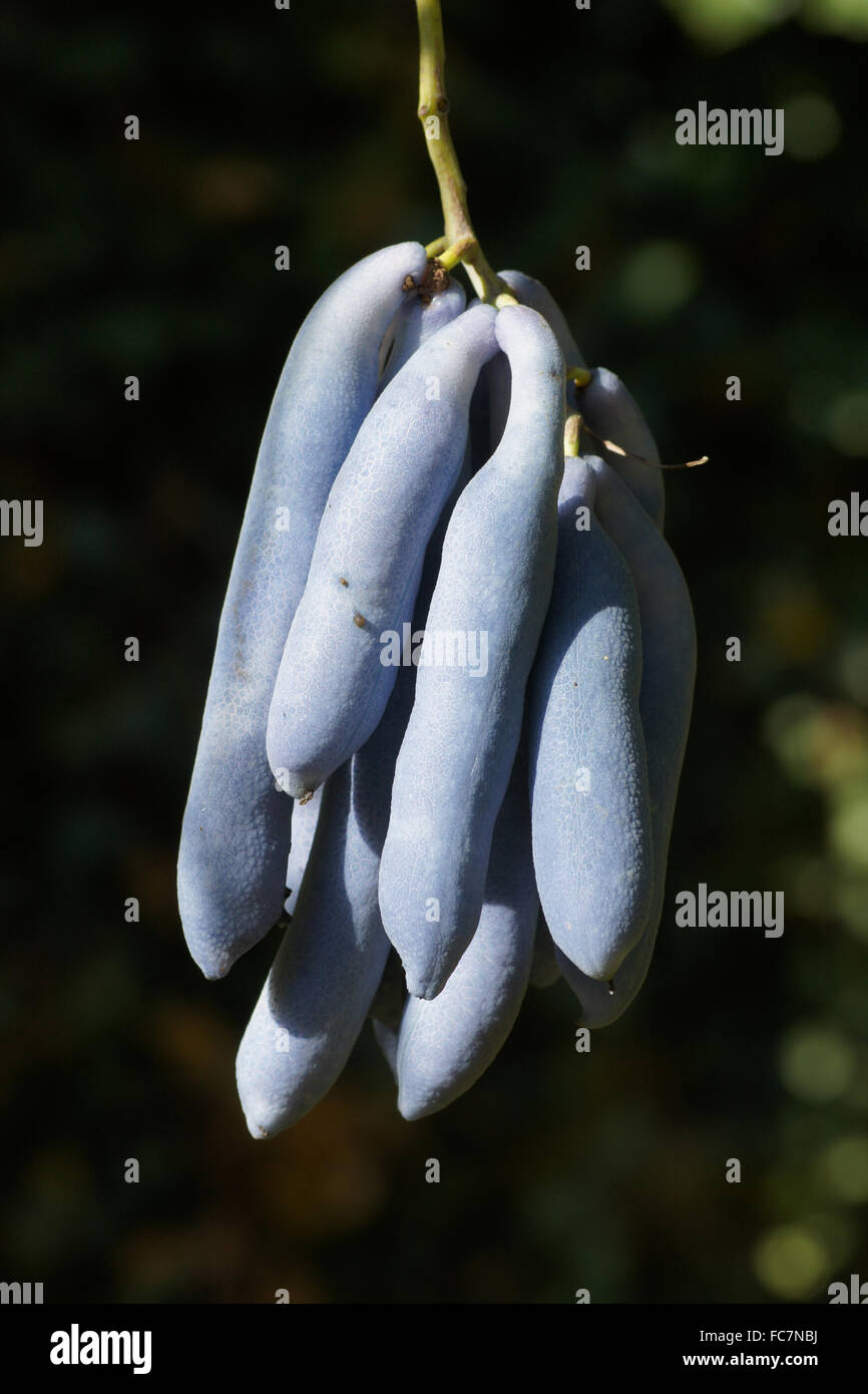 Dead mans fingers Stock Photo