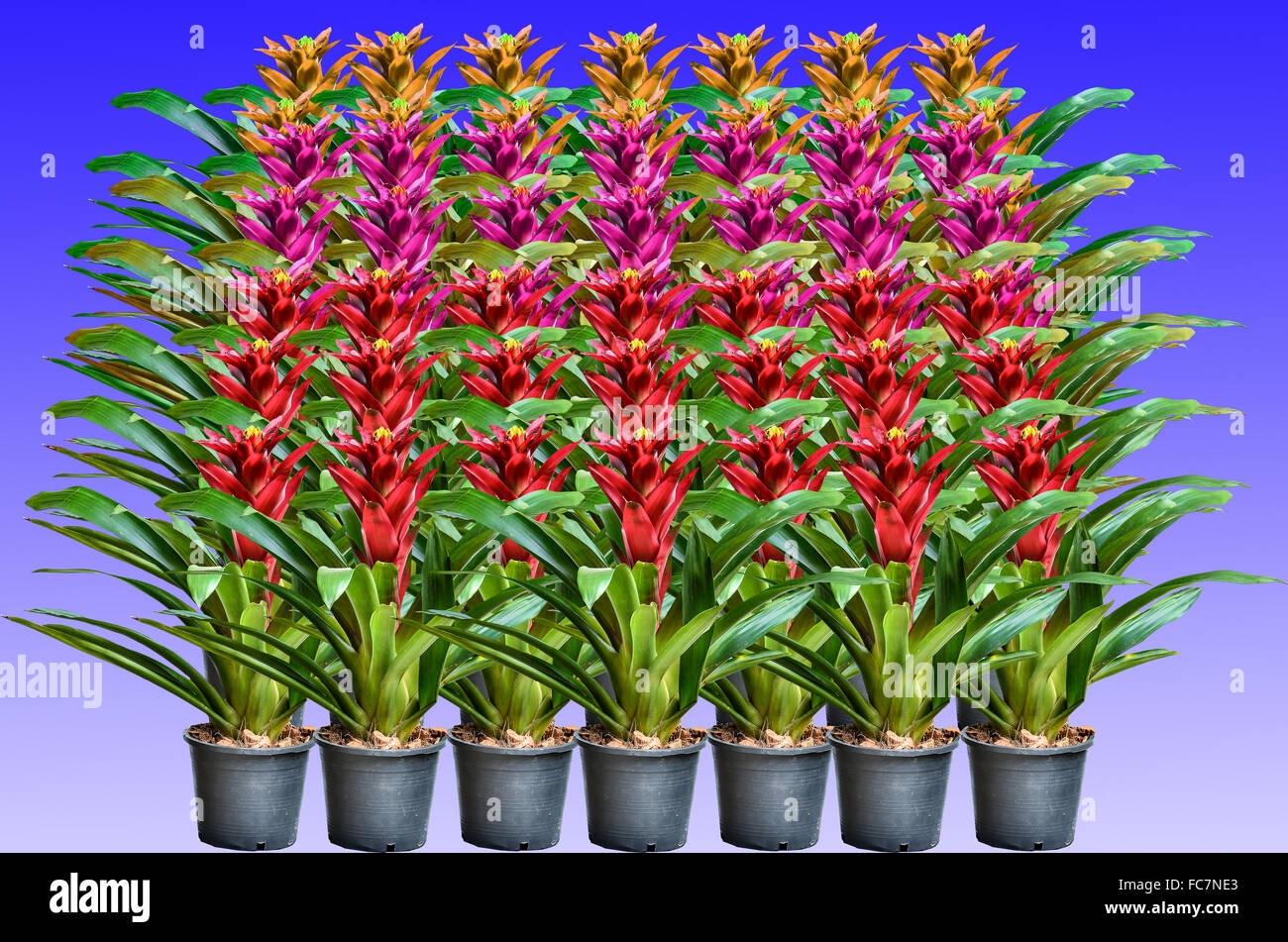 Muti color Blossoming plant of guzmania on violet background Stock Photo