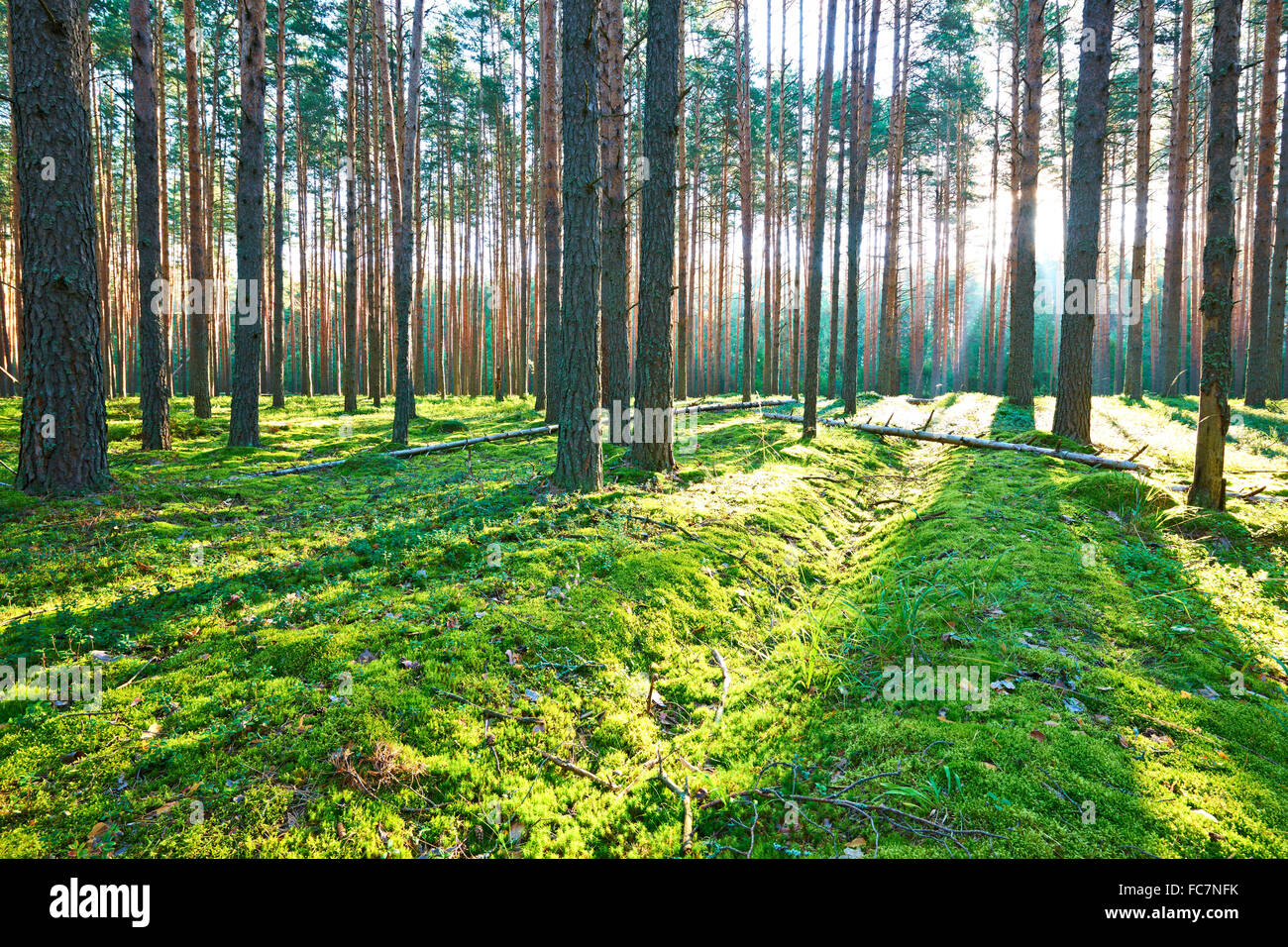 Sunrise in pine forest Stock Photo - Alamy