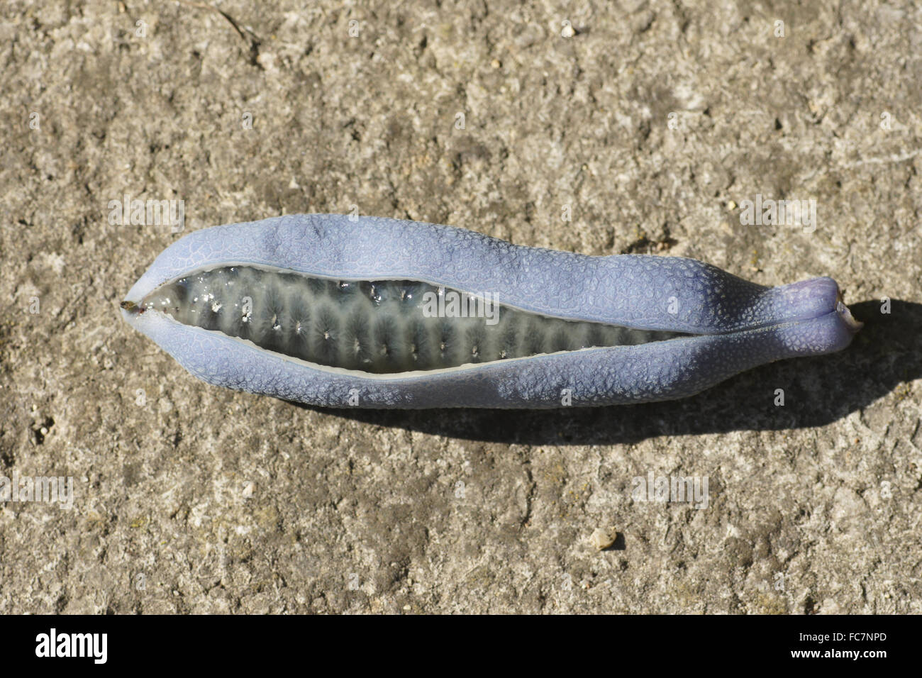 Dead mans fingers Stock Photo - Alamy