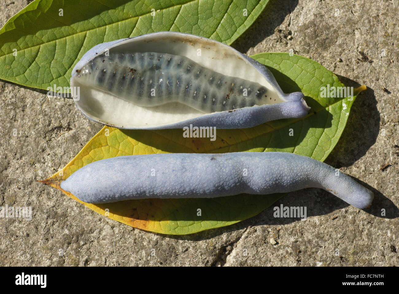 Dead mans fingers Stock Photo