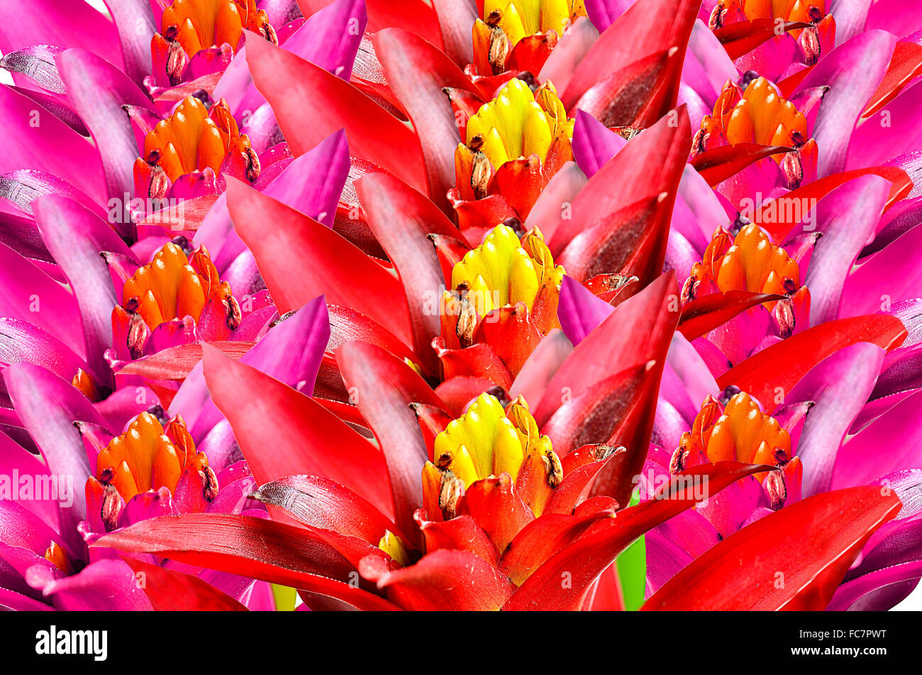 Close up beautyful guzmania background Stock Photo
