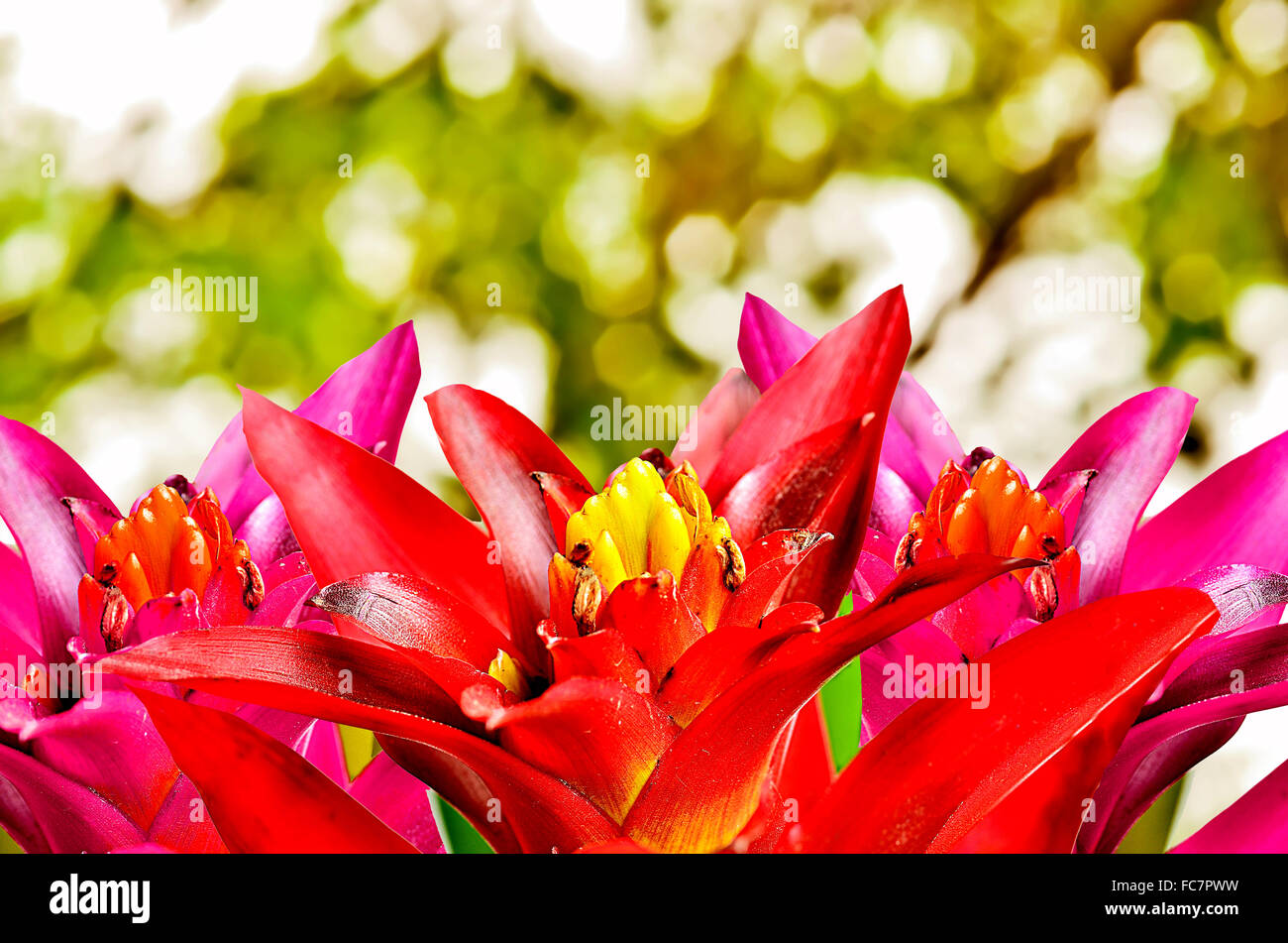 Close up beautyful guzmania on sunny abstract background Stock Photo
