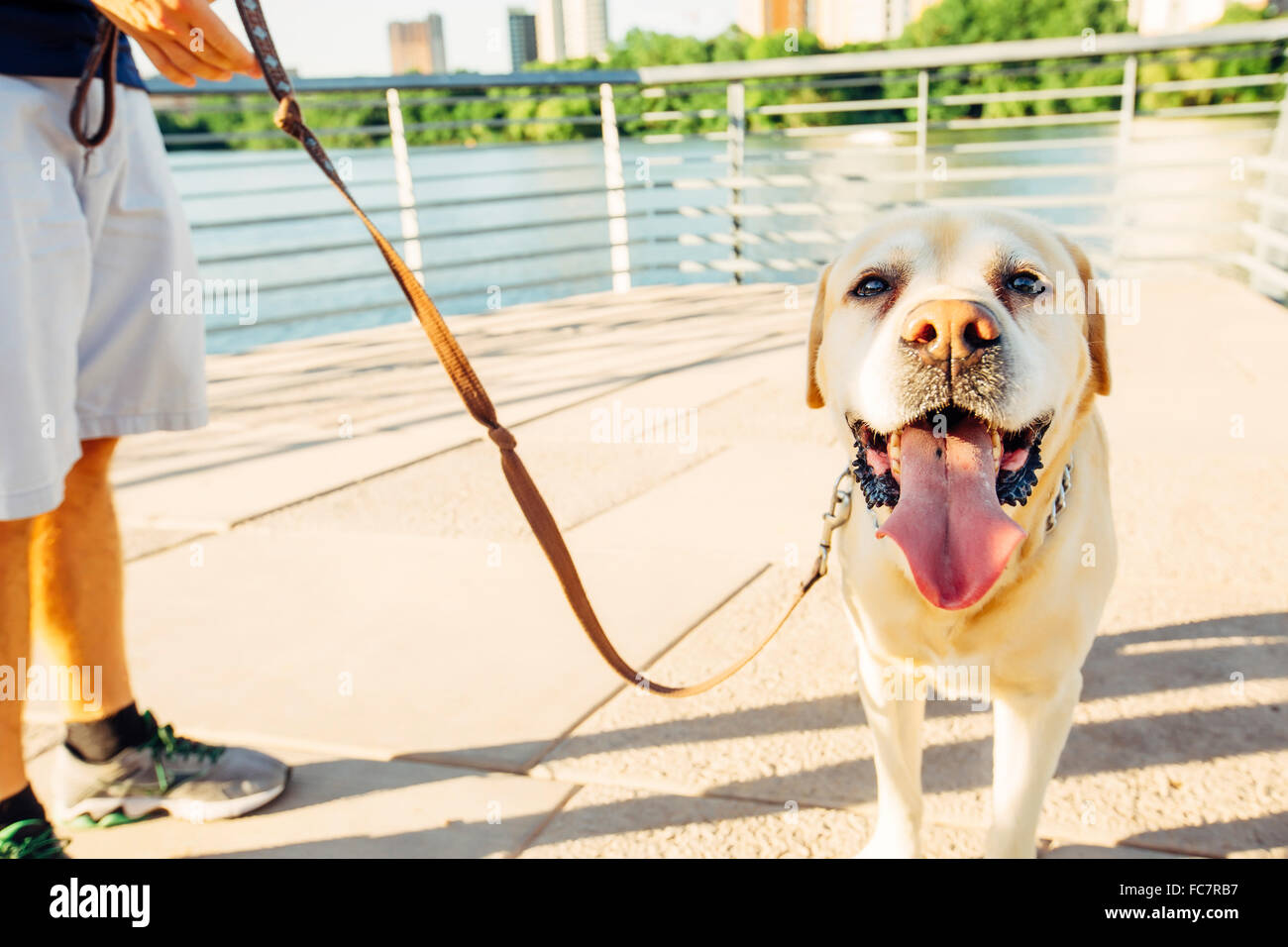 Man walking dog hires stock photography and images Alamy