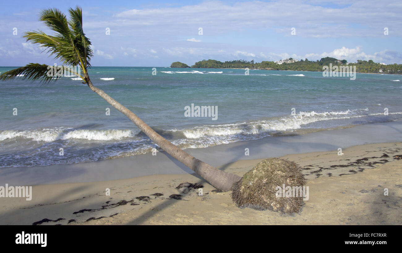 caribbean palm tree Stock Photo Alamy