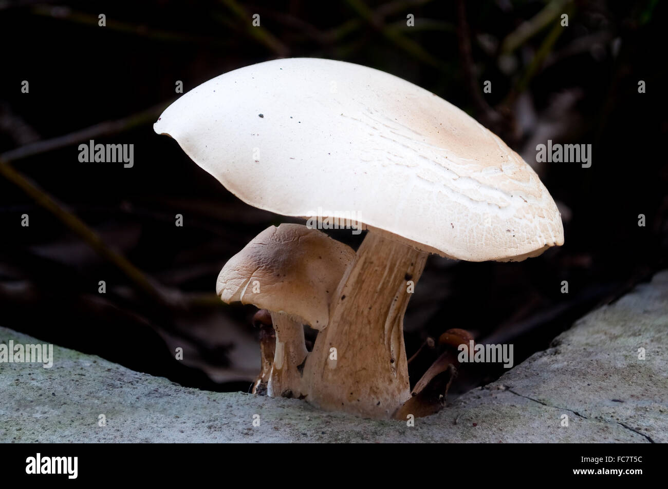 White mushroom grow under shade of bushes in parking lot. Stock Photo