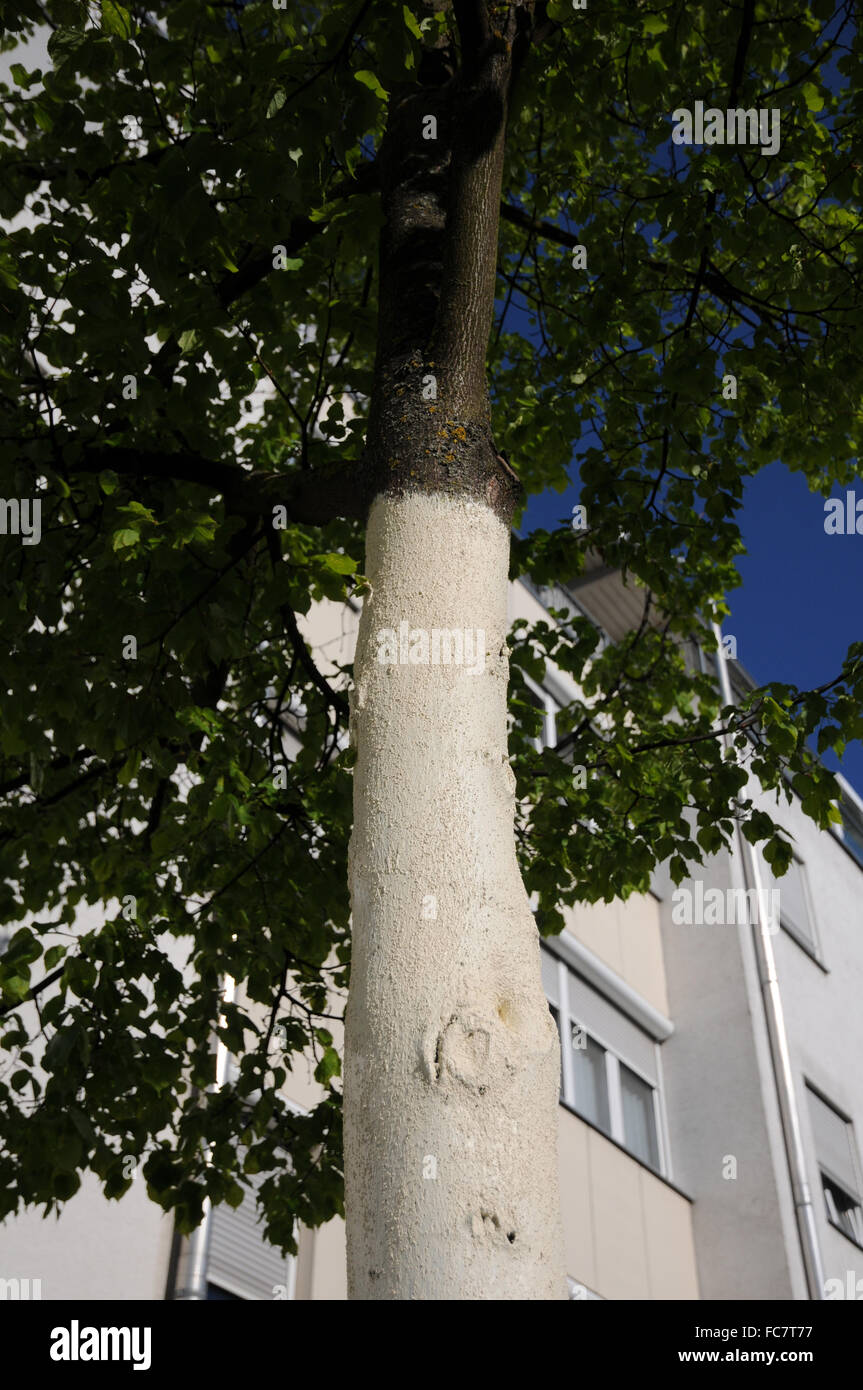 Bark protect Stock Photo