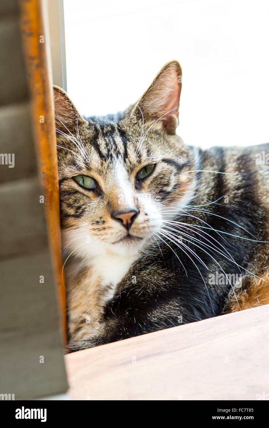 A green eyed tortosieshell cat leans in a window Stock Photo Alamy