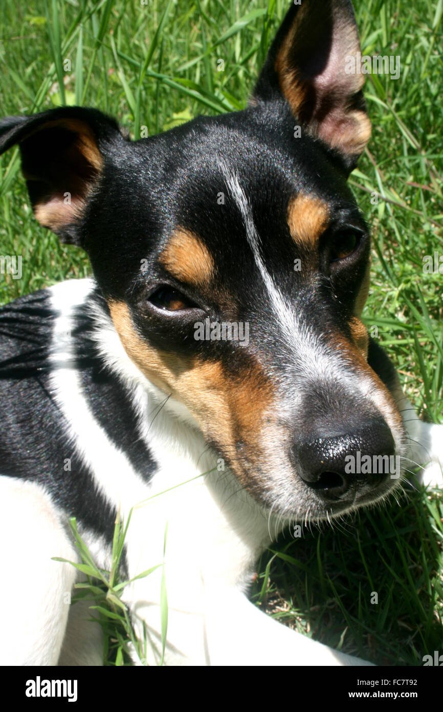 Portrait three adorable jack hi res stock photography and images Alamy