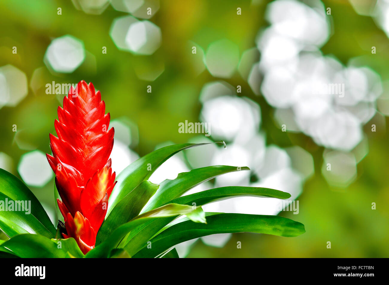 Blossoming plant of guzmania on nature background Stock Photo