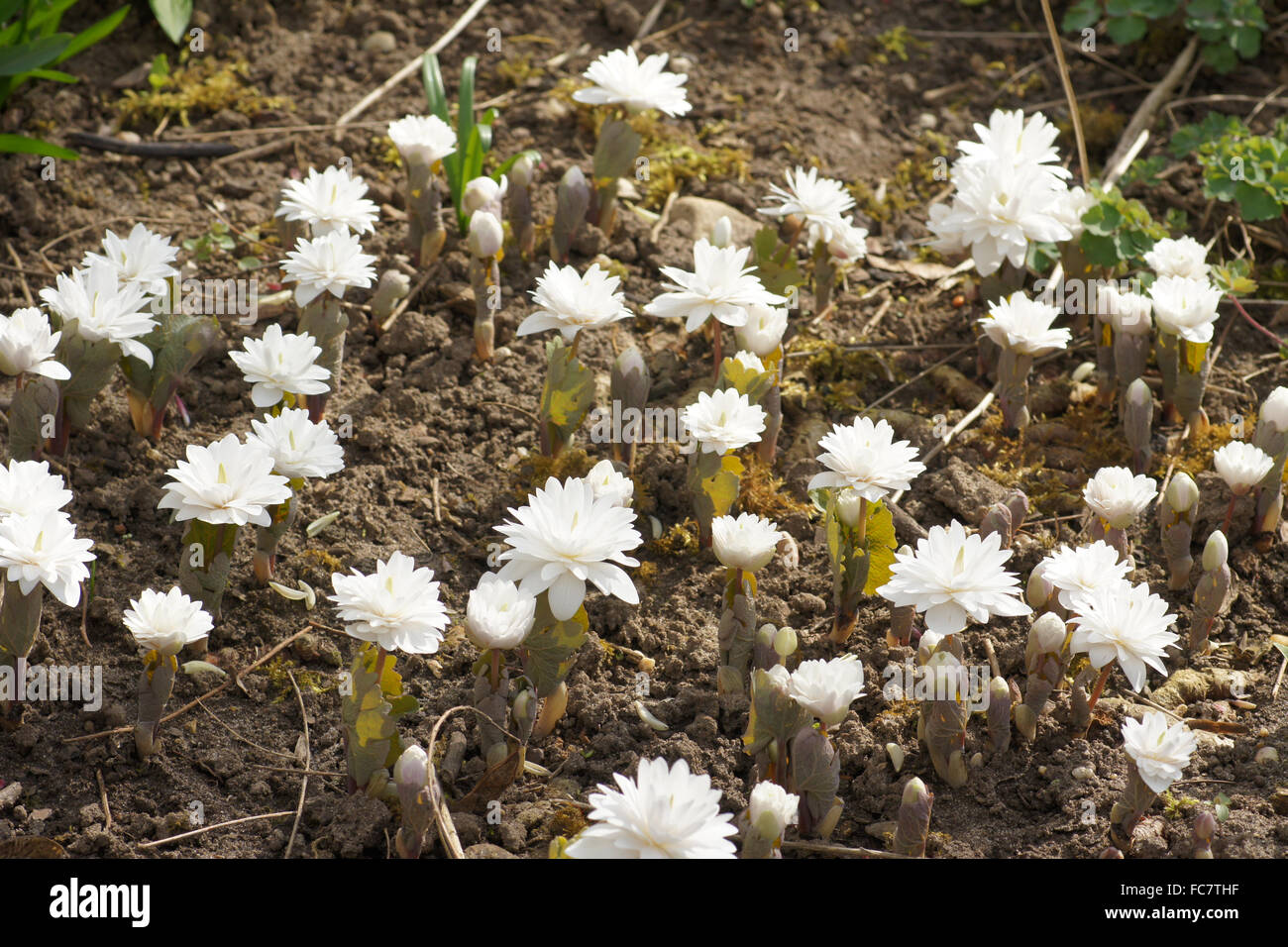 Canadian bloodroot Stock Photo