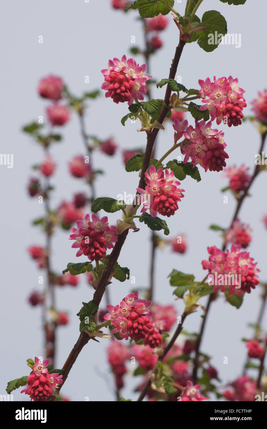 Flowering currant Stock Photo