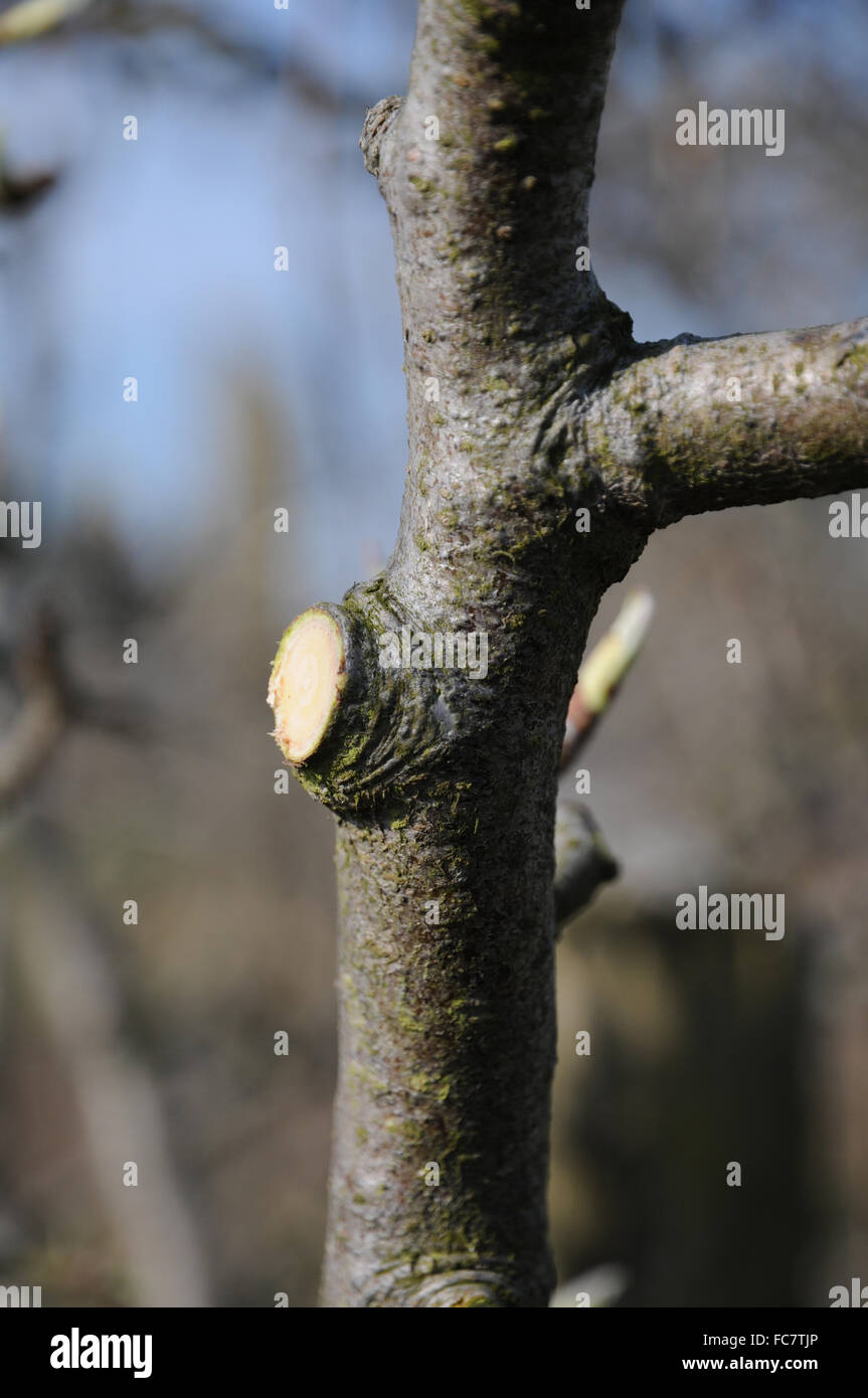 pruning pear trees download free pruning pear trees download free