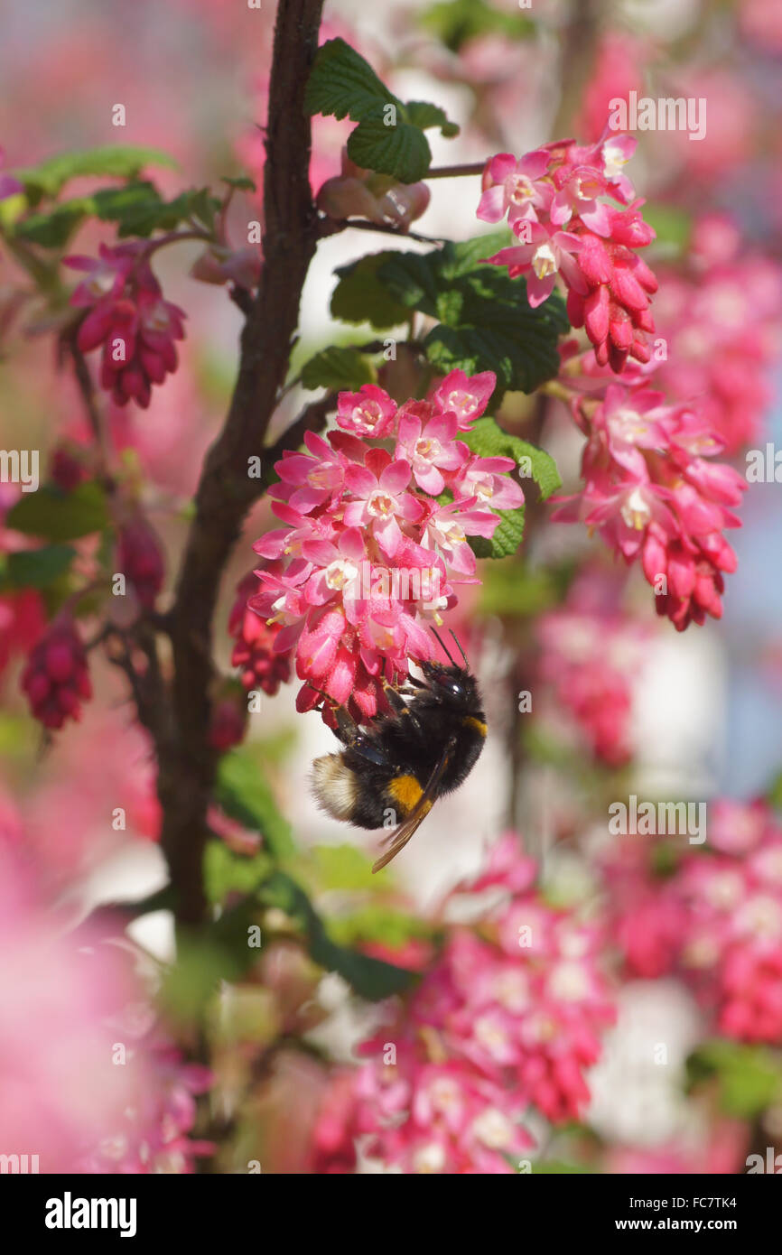 Flowering currant Stock Photo