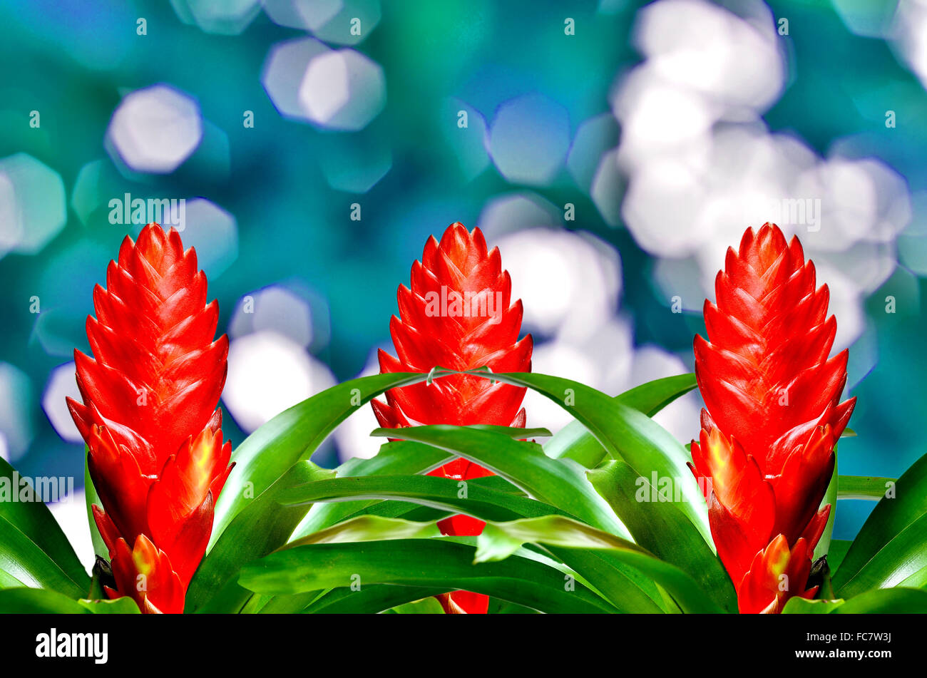 Blossoming plant of many guzmania on blue nature background Stock Photo