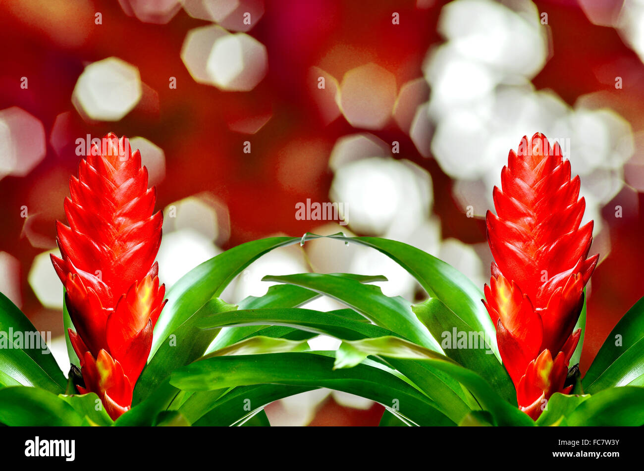 Blossoming plant of many guzmania on red background Stock Photo