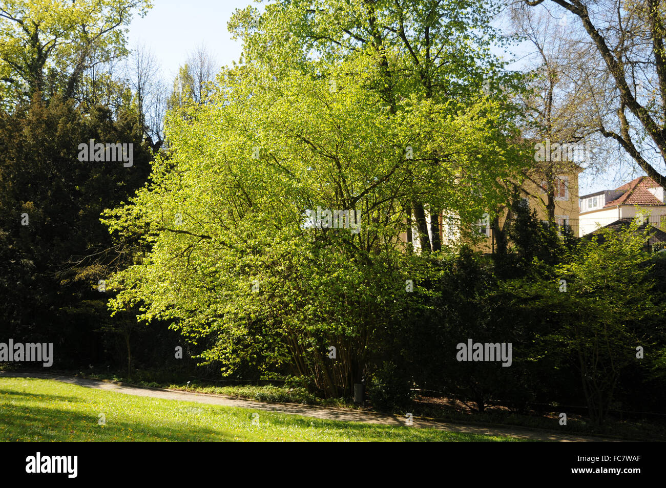 Haslitt Tree Haselruten High Resolution Stock Photography and Images - Alamy