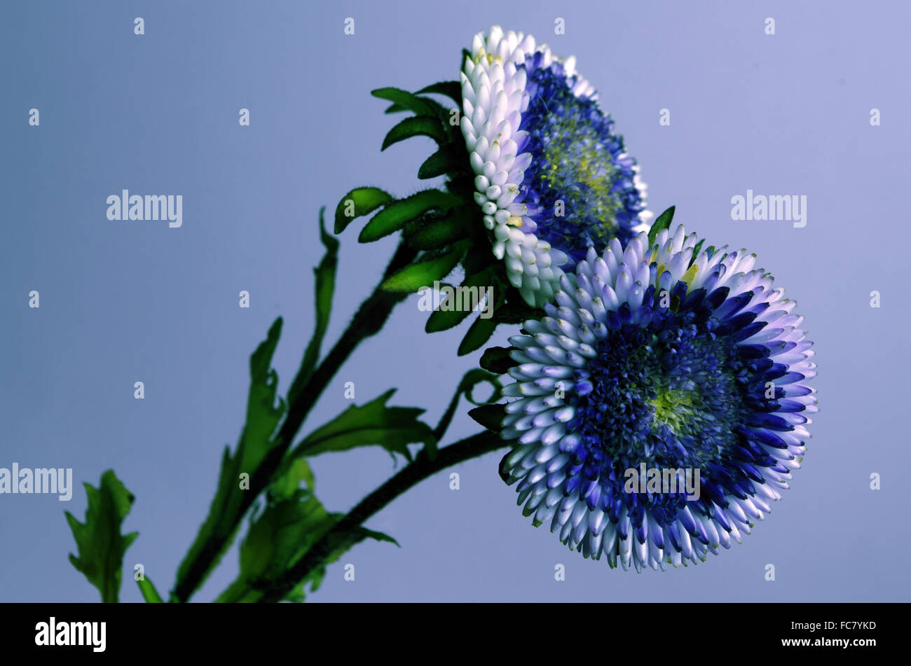aster Stock Photo
