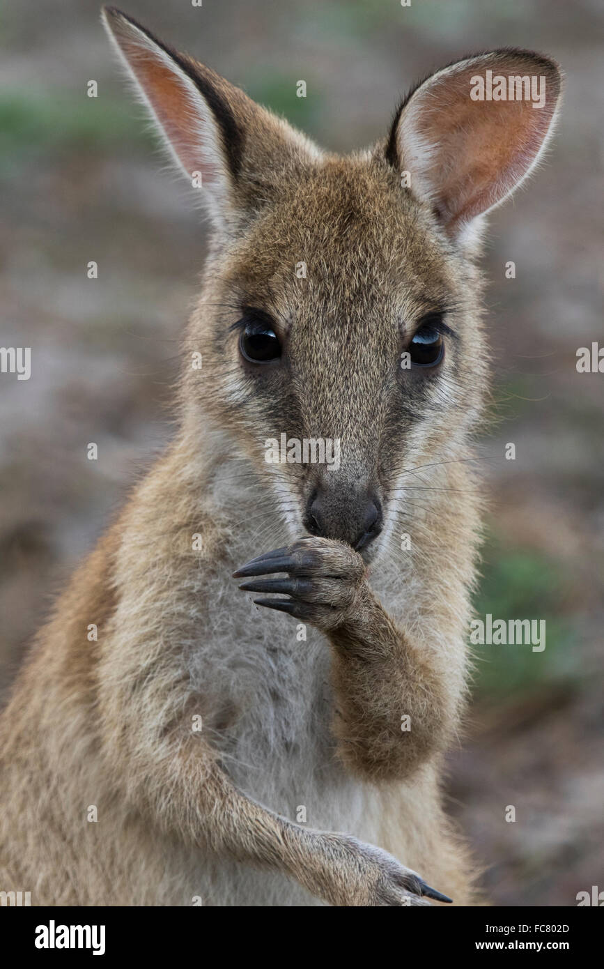 young Agile Wallaby (Macropus agilis) licking its forearm to aid thermoregulation Stock Photo