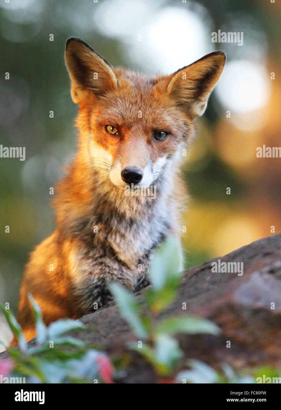 Clever fox hi-res stock photography and images - Alamy
