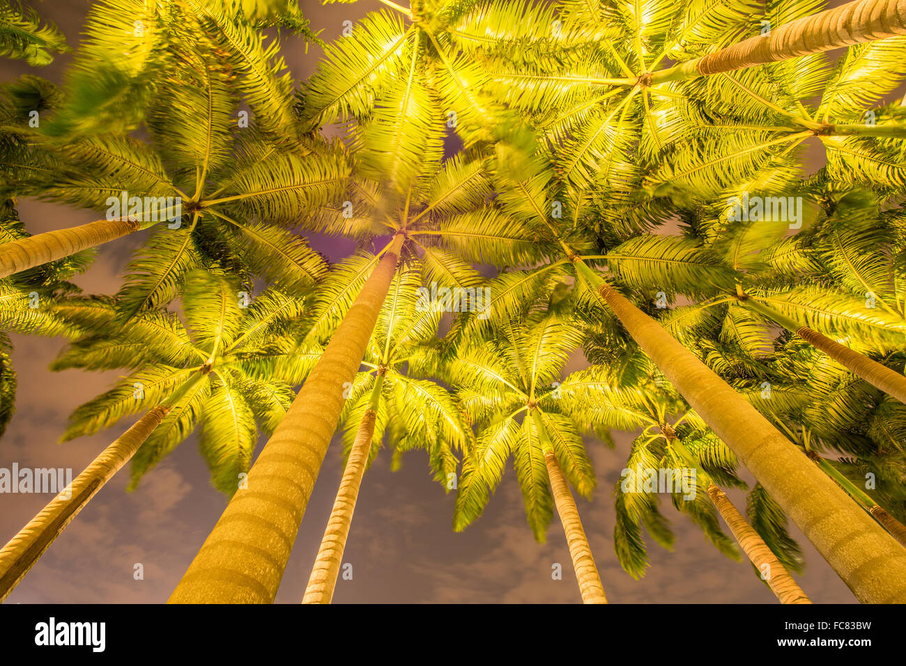 Palm trees during the sunset hours Stock Photo Alamy