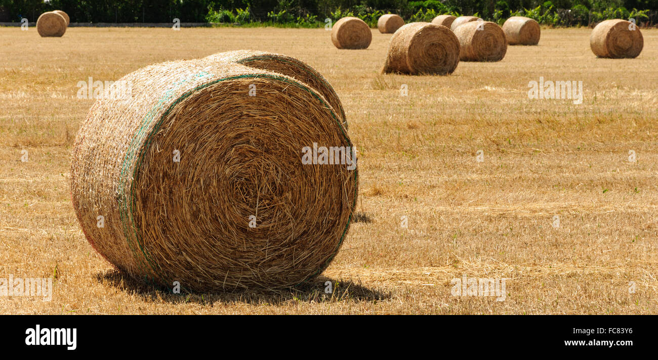 straw bales for sale uk