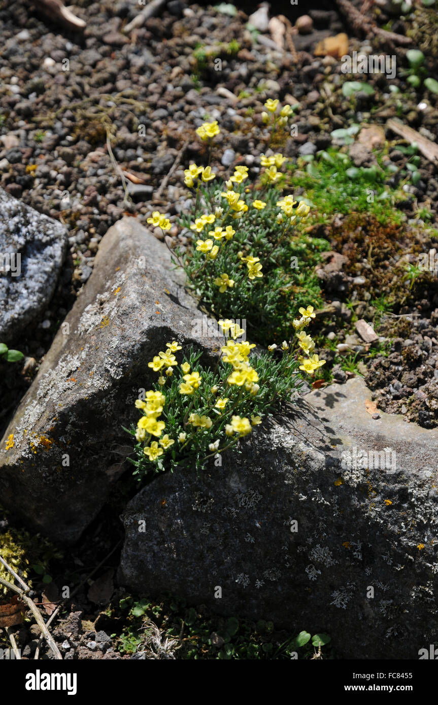 Few seeded draba Stock Photo