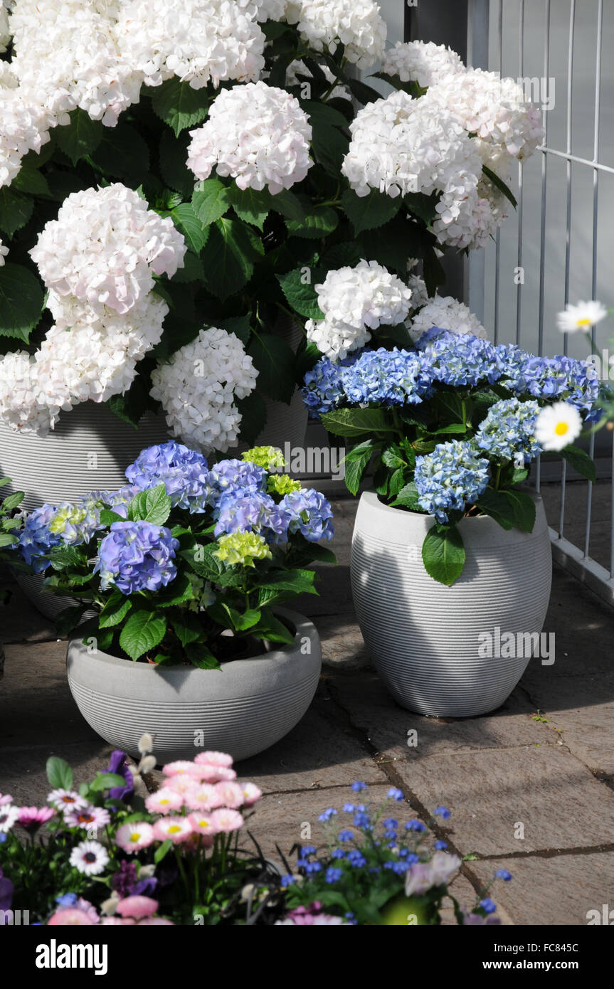 Garden hydrangea hi-res stock photography and images - Alamy