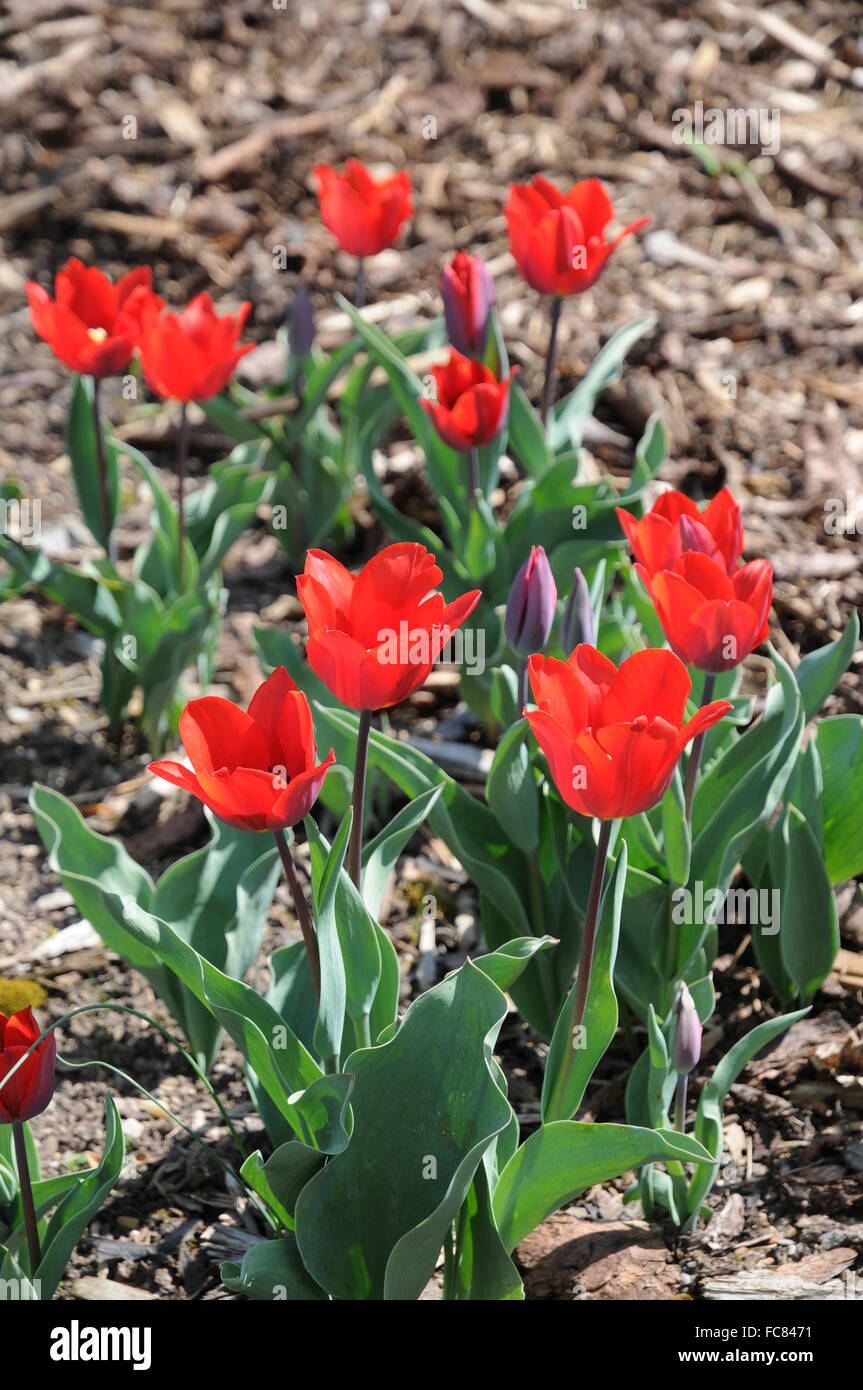 Tulpia Couleur Cardinal, Tulpe, Tulip Stock Photo
