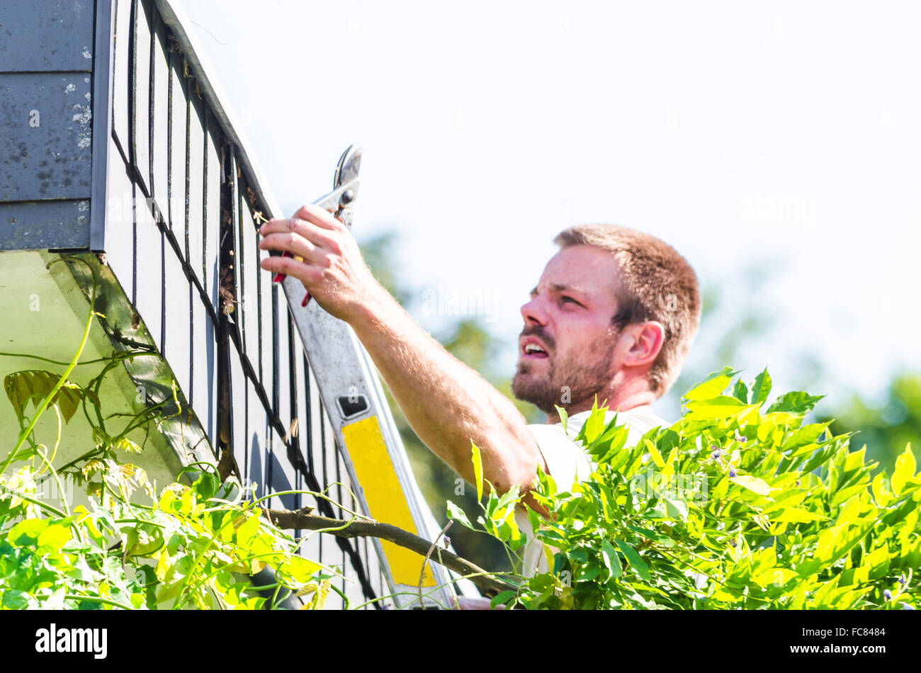Trimming an ivy with hedge trimmer Stock Photo Alamy
