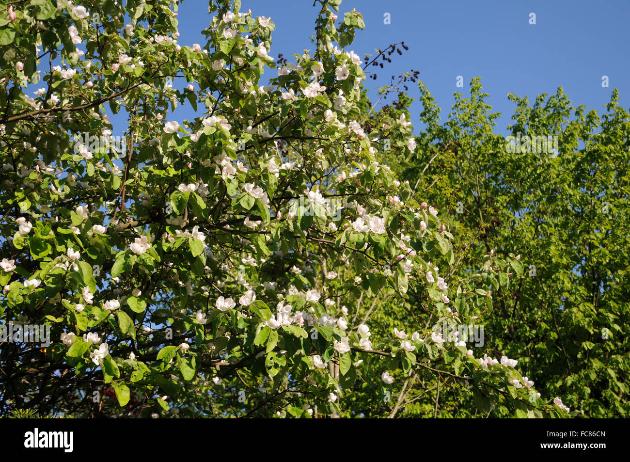 Quince tree Stock Photo