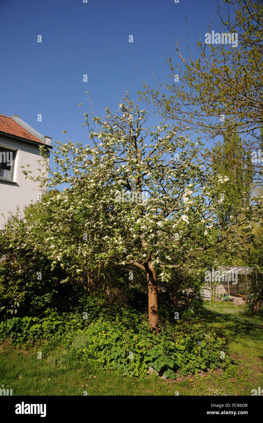 Apple tree Ontario Stock Photo Alamy