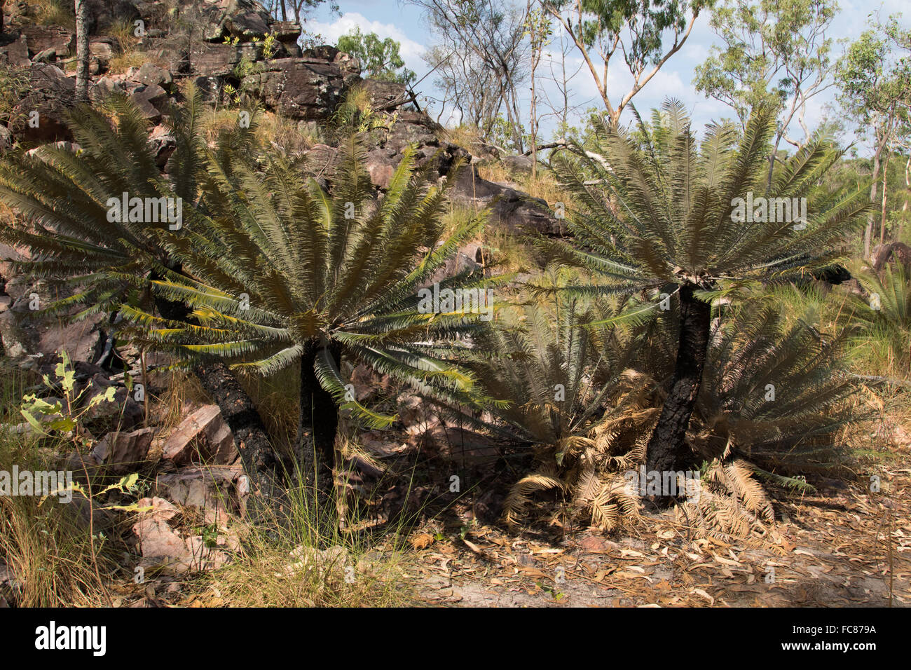 Cycads (Cycas calcicola) in dry sandstone country Stock Photo