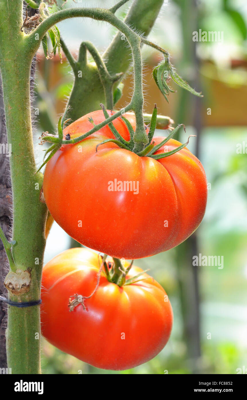 tomatoes growing on a branch in a greenhouse Stock Photo