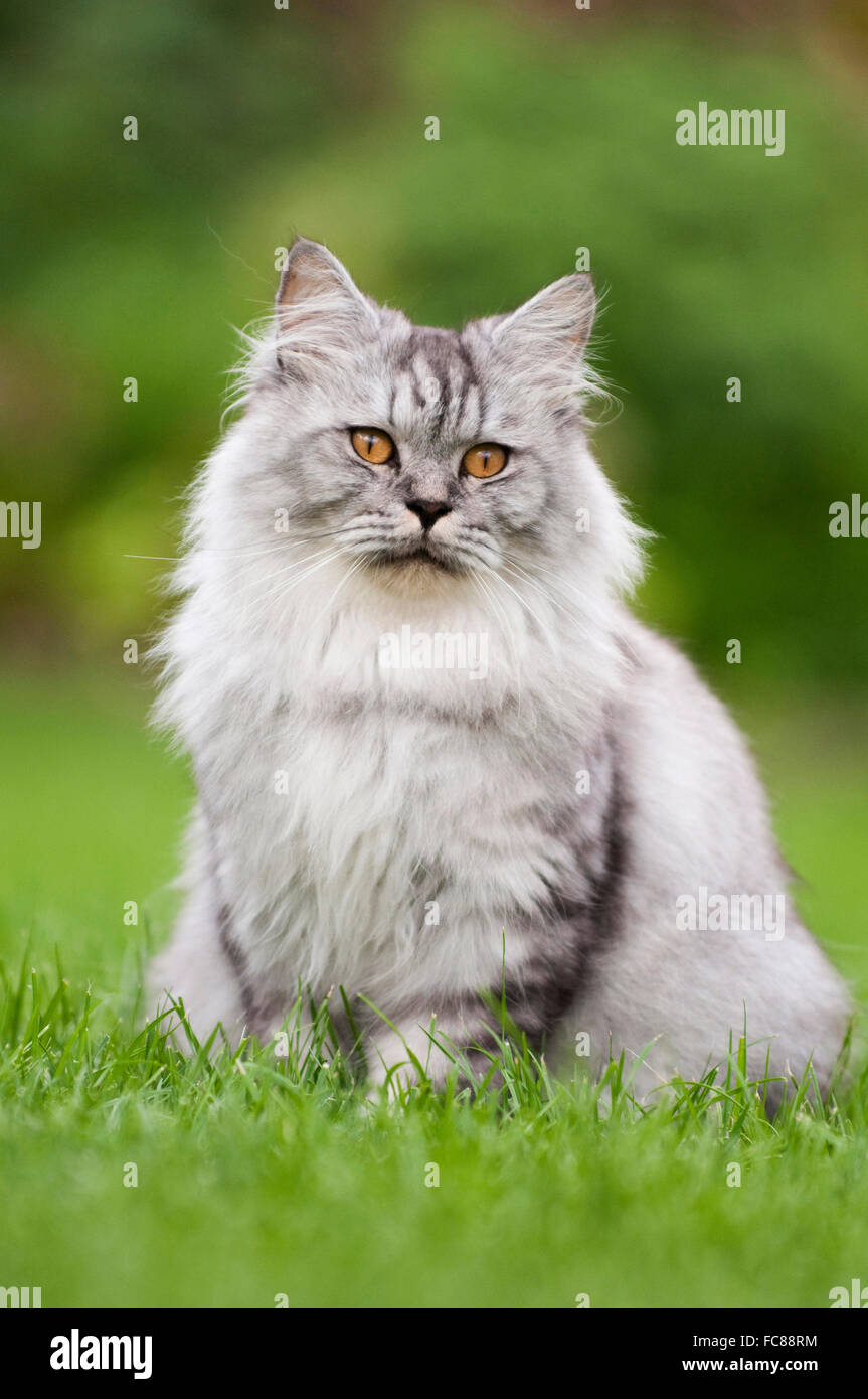 British longhair adult cat hi-res stock photography and images - Alamy
