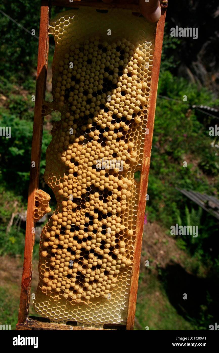 A covered dronecomb. They are used in the spring to reduce the population of varroa mites (Varroa destructor). The Varroa is a parasite that infects honey bees (Apis mellifera) and damages bee colonies. Thueringia, Germany, Europa Date: June 28, 2015 Stock Photo