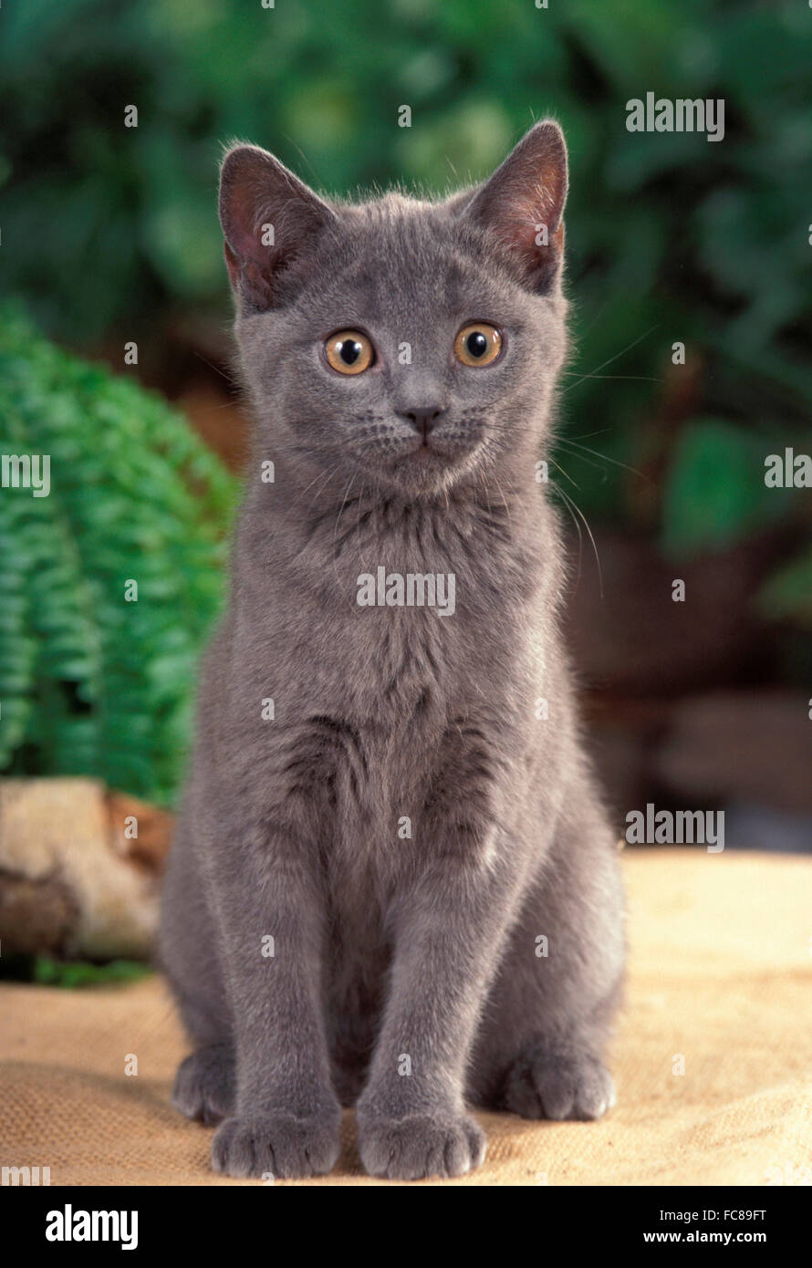 Chartreux cat cheap kitten