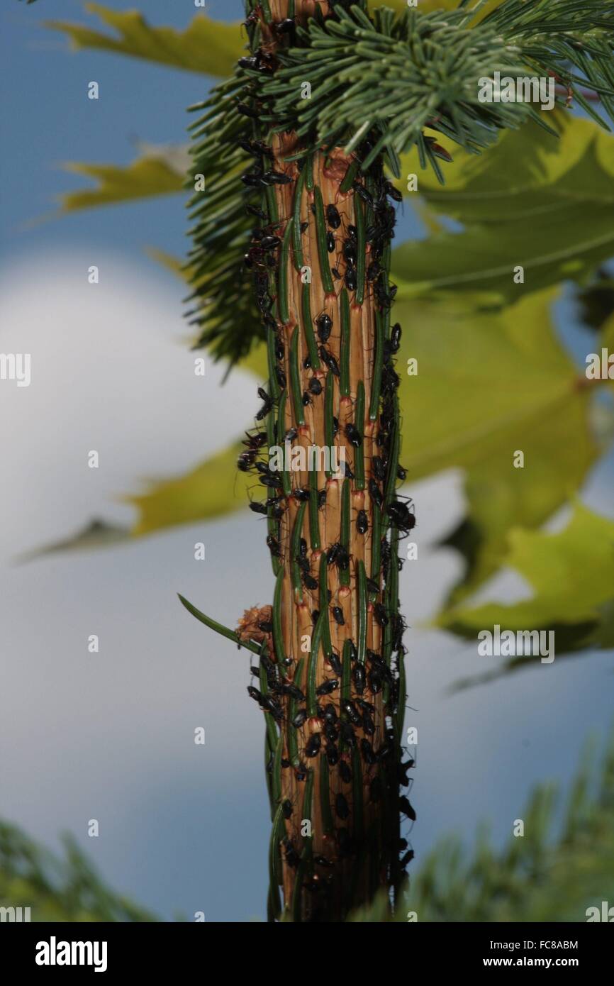 The Black Spruce Bark Louse (Cinara piceae). The louse sitting inside the tree on older branches and generates large amounts of honeydew. Kleinschmalkalden, Thuringia, Germany, Europe Photo: June 24, 2010 Stock Photo