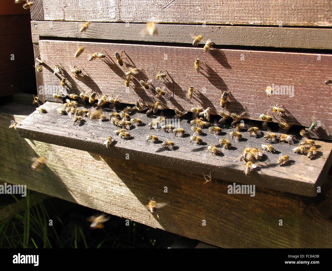 Fanning bees at the hive entrance of a beehive. With their wings the bees are fanning fresh air into the hive and moist air out of the hive. Beekeeping, Kleinschmalkalden, Thuringia, Germany, Europe Date: 27.07.2012 Stock Photo