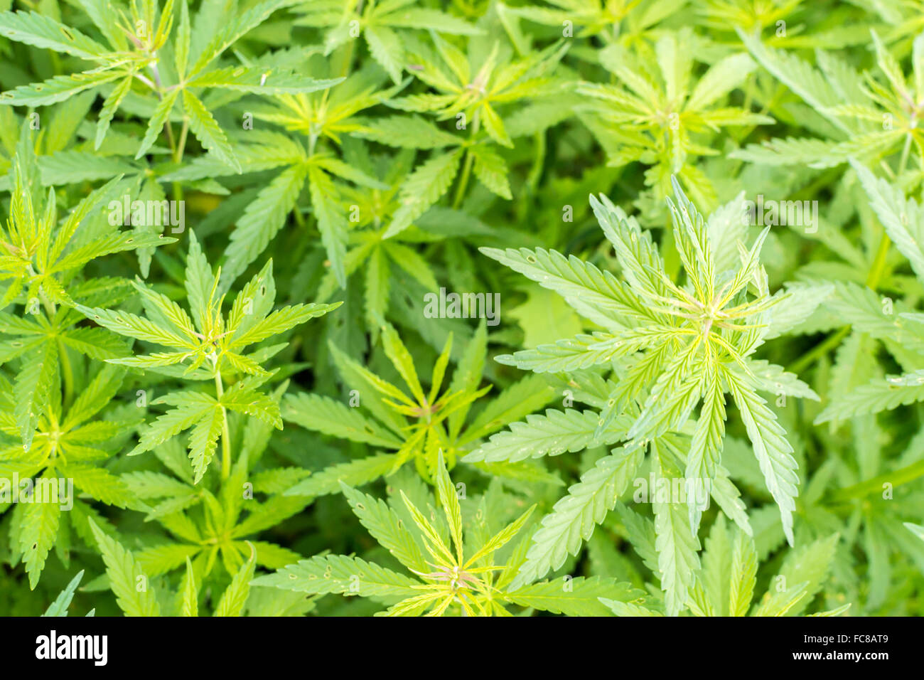 Cannabis Pot Plant Growing Wild In Nature With Distinctive Leaf
