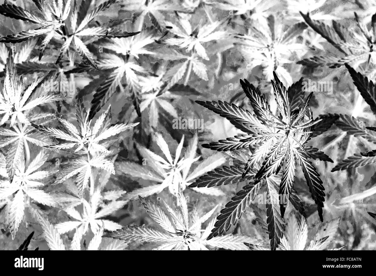 Cannabis Pot Plant Growing Wild In Nature With Distinctive Leaf