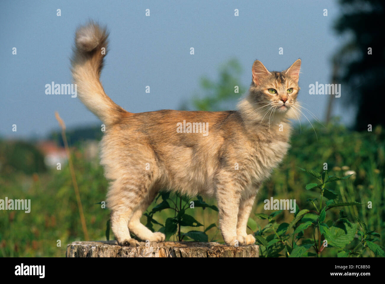 Somali Cat Adult Standing On A Tree Stump Germany Stock Photo Alamy