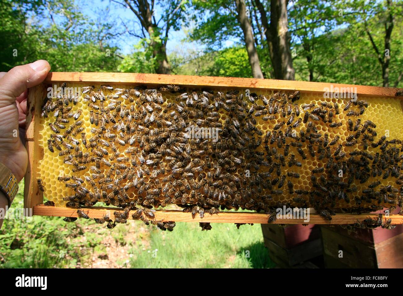 A fresh-built drone comb. They are used in the spring to reduce the population of varroa mites (Varroa destructor). The Varroa is a parasite that infects honey bees (Apis mellifera) and damages bee colonies. Thueringia, Germany, Europa Date: May 15, 2015 Stock Photo