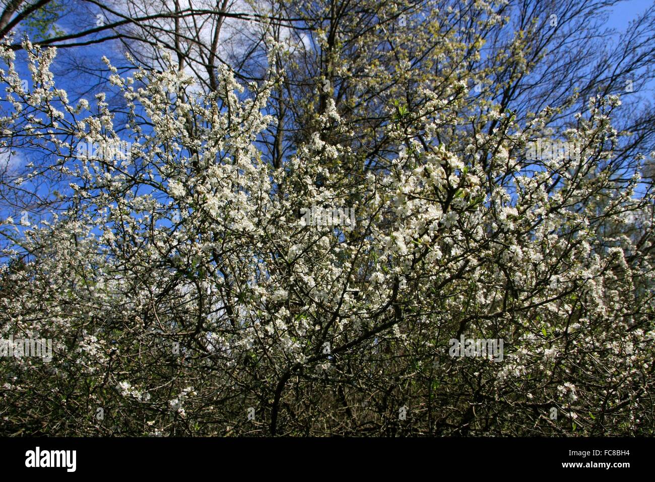 The blackthorn (Prunus spinosa) is a species of the genus Prunus. The ...
