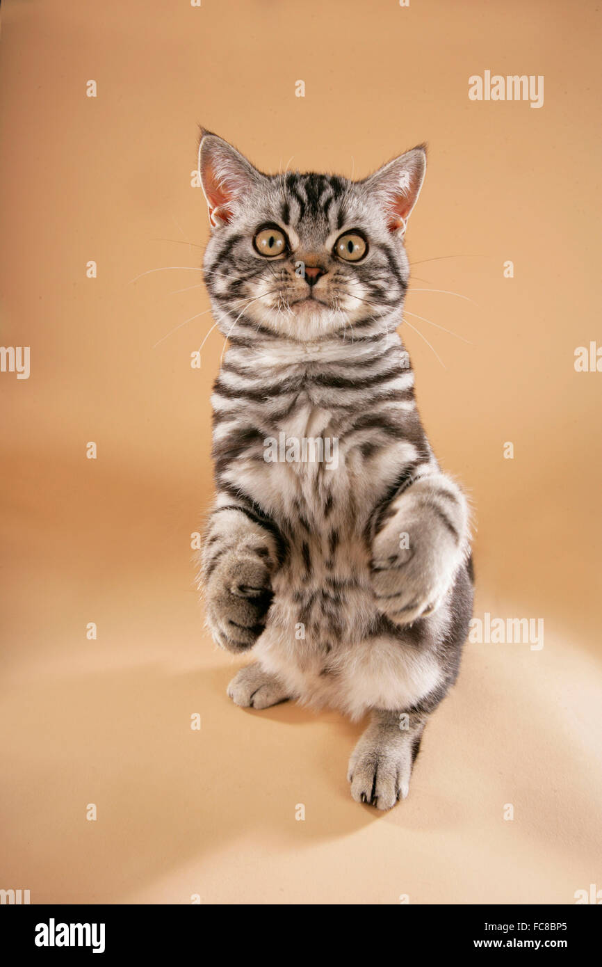 Domestic cat sitting on haunches hires stock photography and images