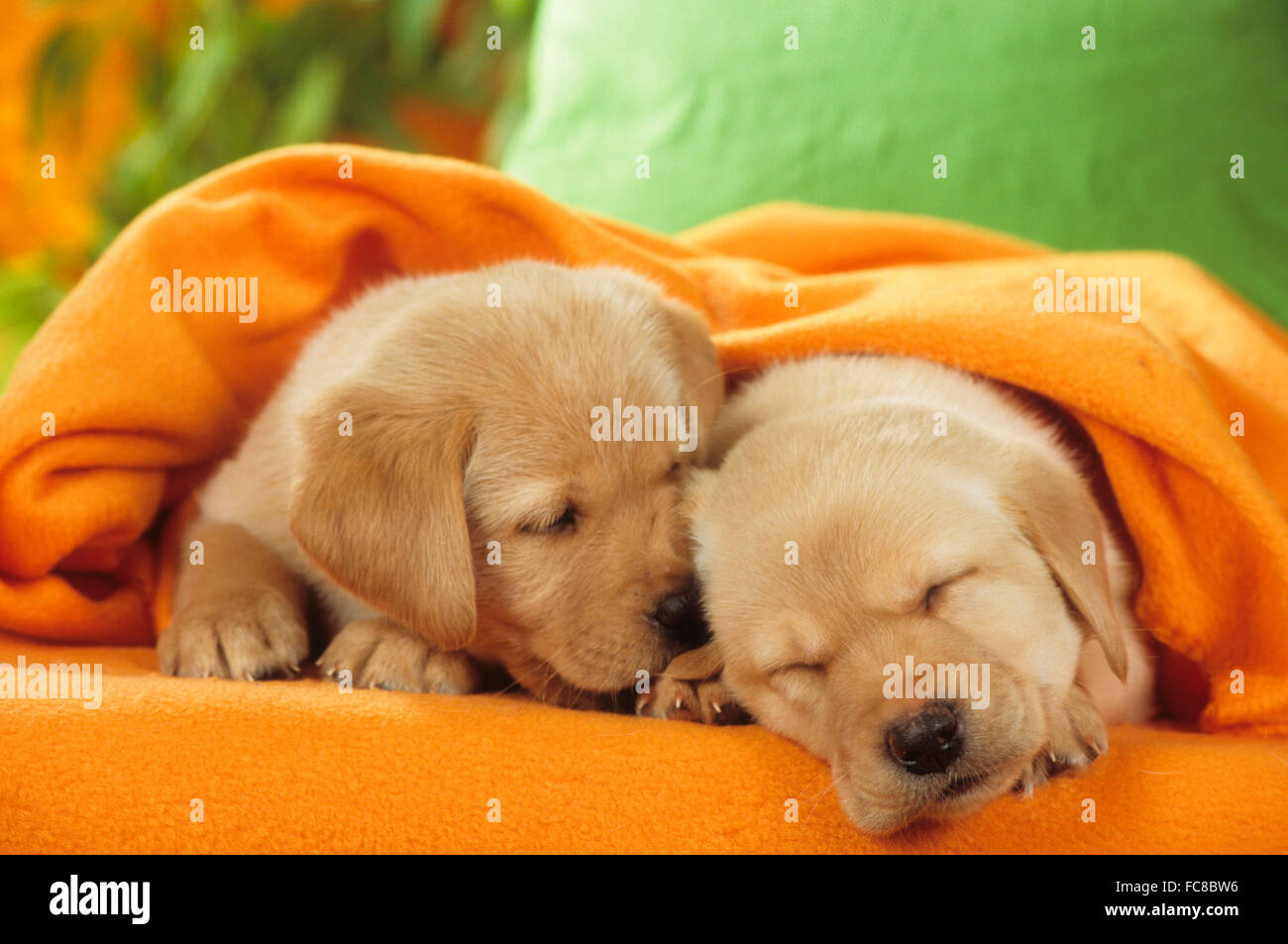Cute Golden Retriever Puppies Sleeping Stock Photos Cute Golden